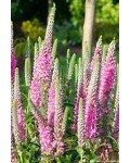 Вероніка колосиста (квіти рожеві) | Veronica spicata (pink flowers) | Вероника колосистая (цветы розовые)